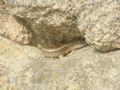 Chalcides ocellatus tiligugu